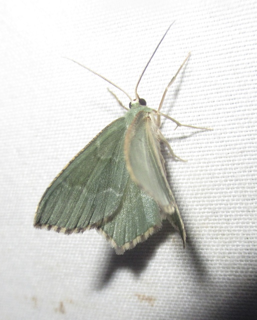 Hemithea aestivaria - nyír-zöldaraszoló