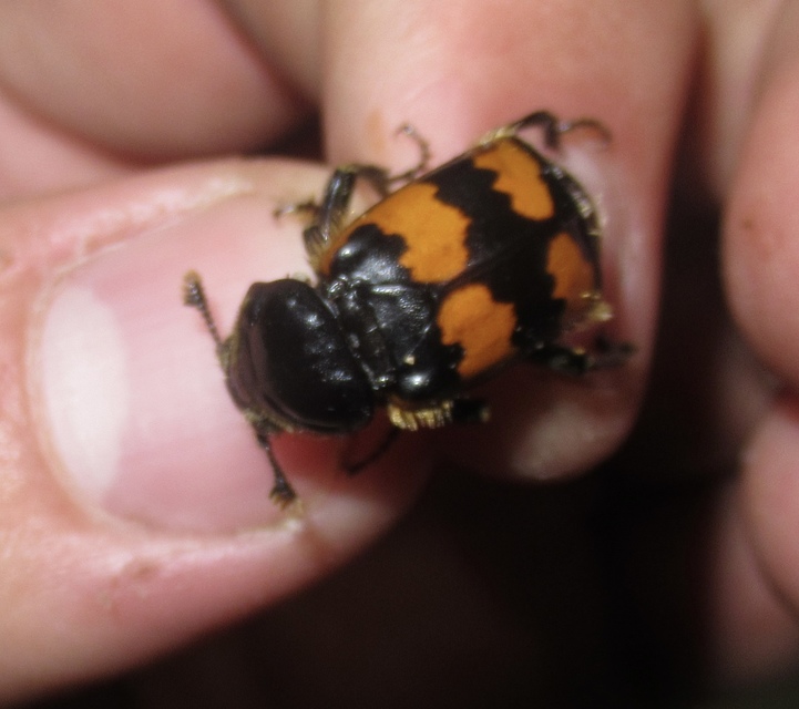 Nicrophorus vespillo - közönséges temetőbogár