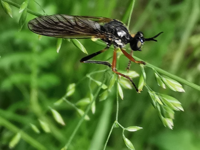 Dioctria