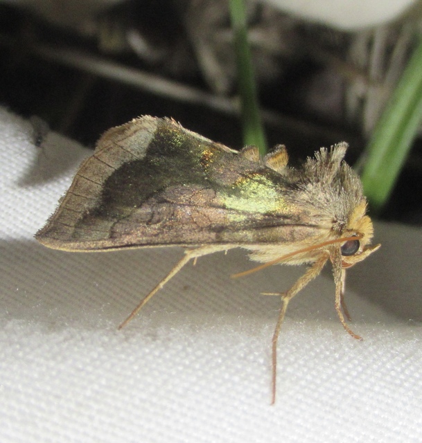Diachrysia chrysitis - aranybagoly