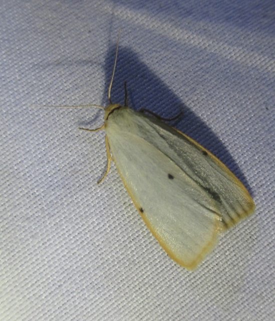 Cybosia mesomella - csontszínű molyszövő Cybosia mesomella - csontszínű molyszövő