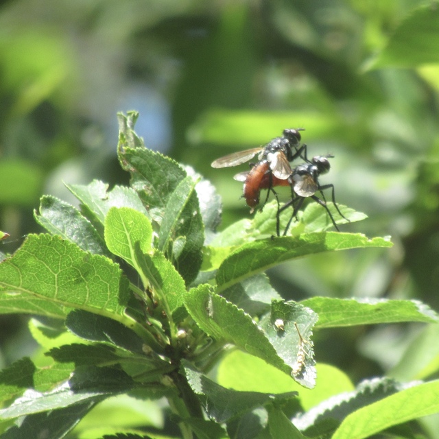 Cylindromyia bicolor