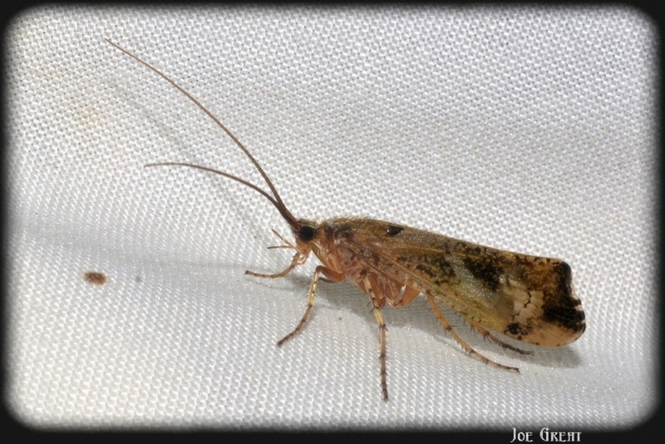 Trichoptera - Tegzesek