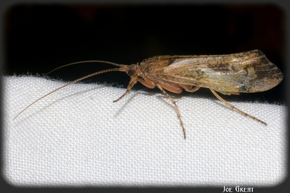 Trichoptera - Tegzesek