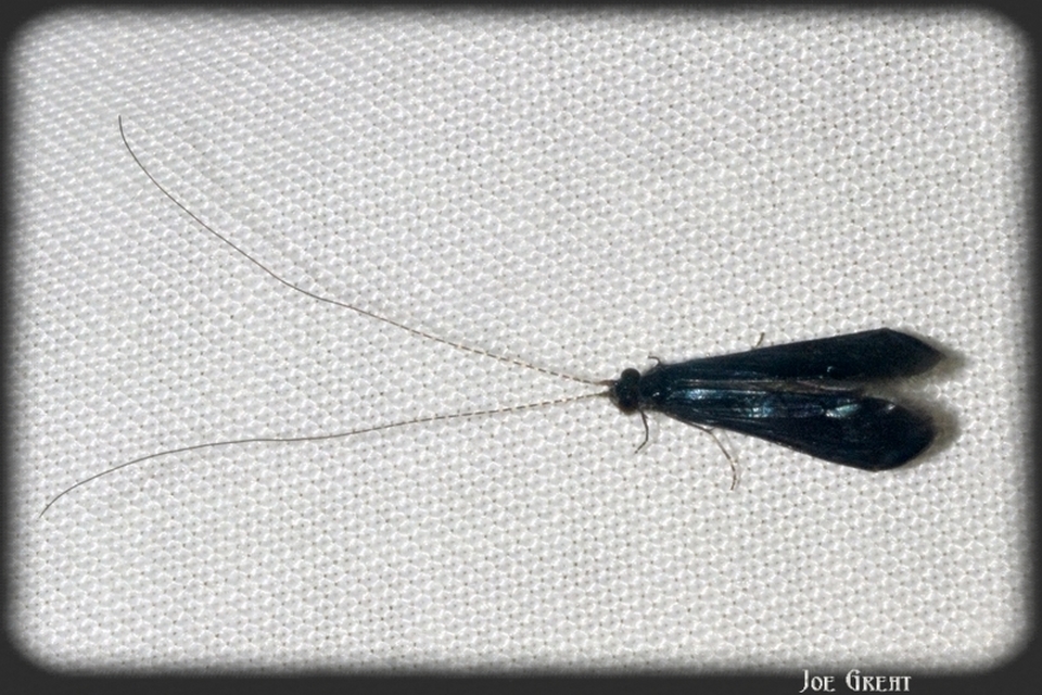 Trichoptera - Tegzesek
