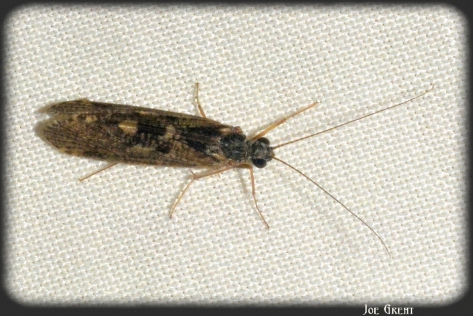 Trichoptera - Tegzesek
