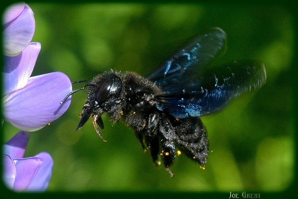 Xylocopa