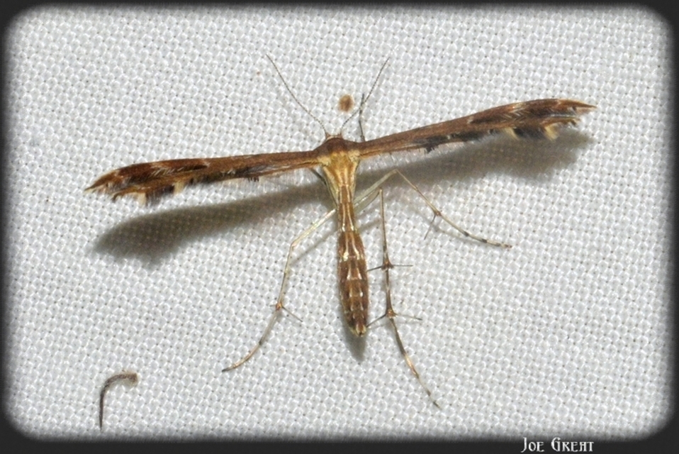 Pterophoridae - tollasmolyfélék
