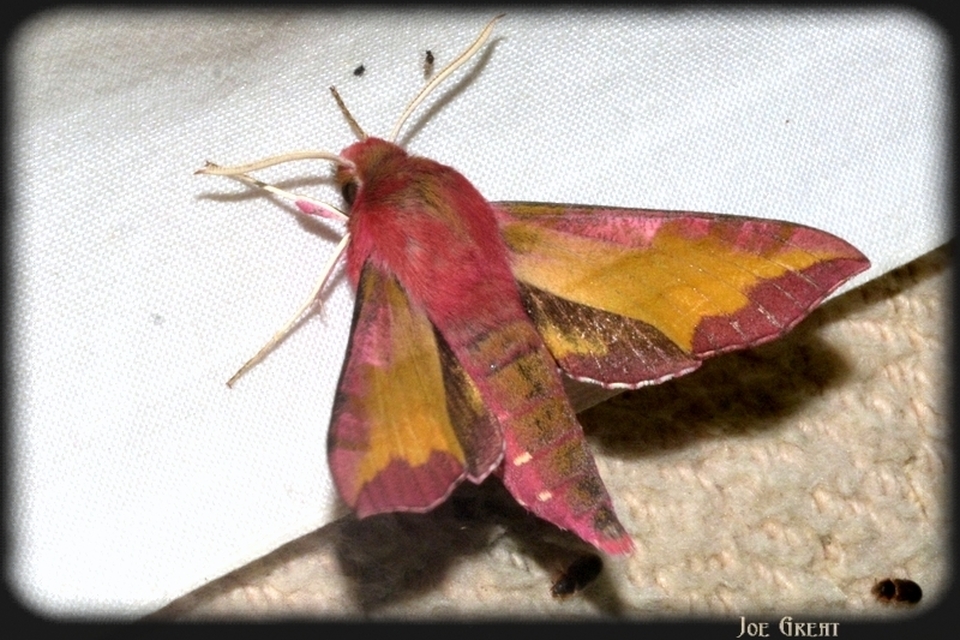 Deilephila porcellus - piros szender