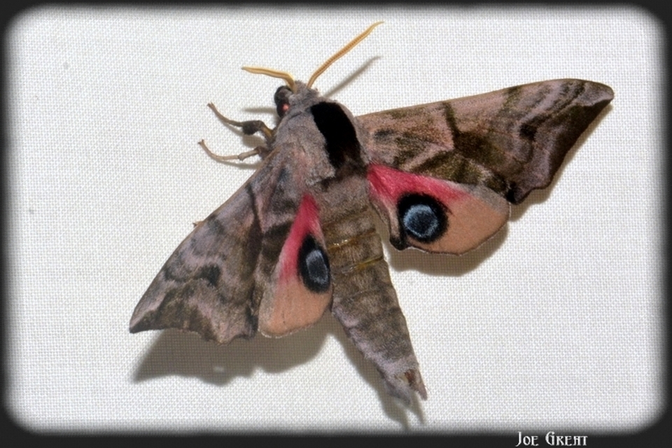 Smerinthus ocellatus - esti pávaszem
