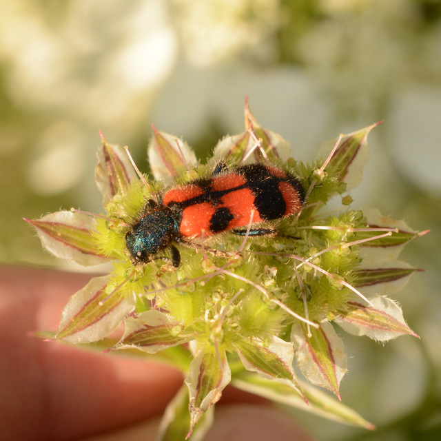 Trichodes favarius - hatfoltos méhészbogár