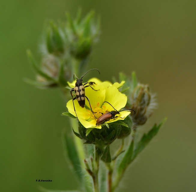 Pachytodes erraticus - rajzos virágcincér