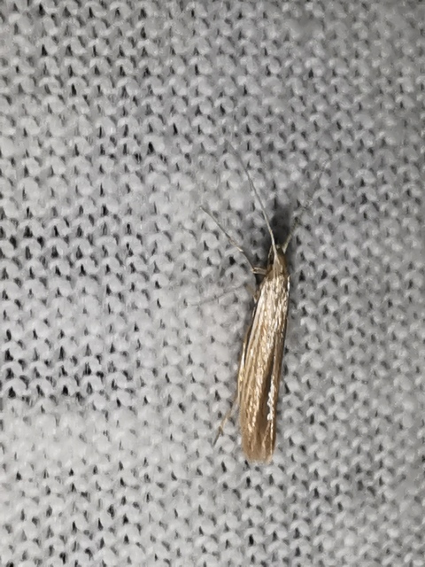 Coleophora