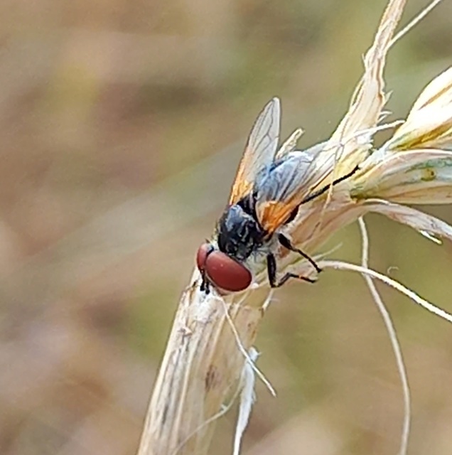 Elomya lateralis