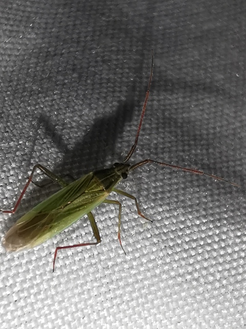 Stenodema calcarata - sarkantyús mezeipoloska