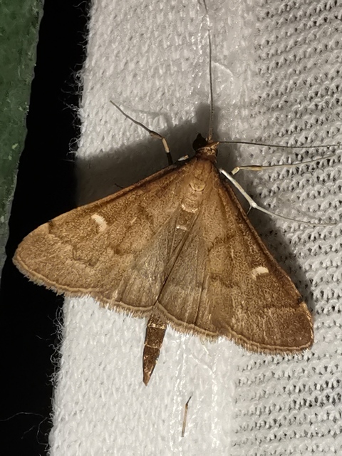 Dolicharthria punctalis - hosszúlábú tűzmoly