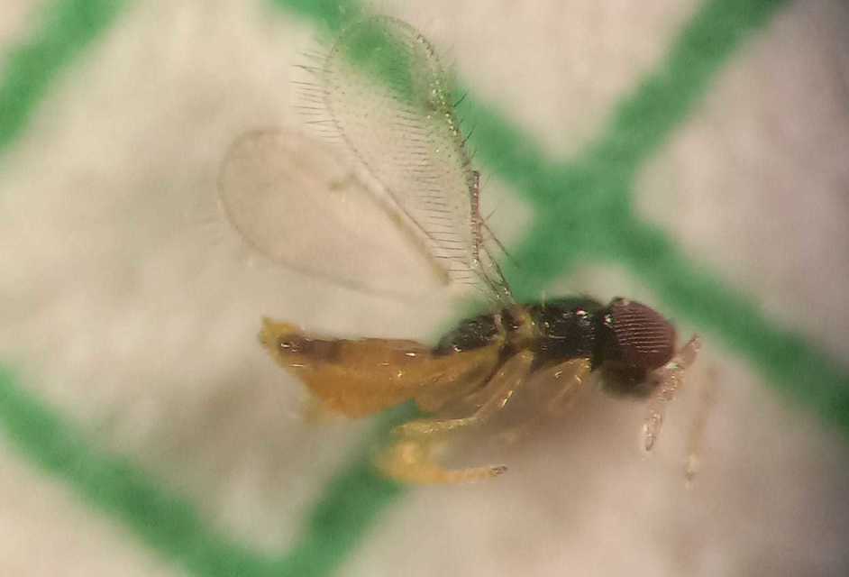 Ceranisus