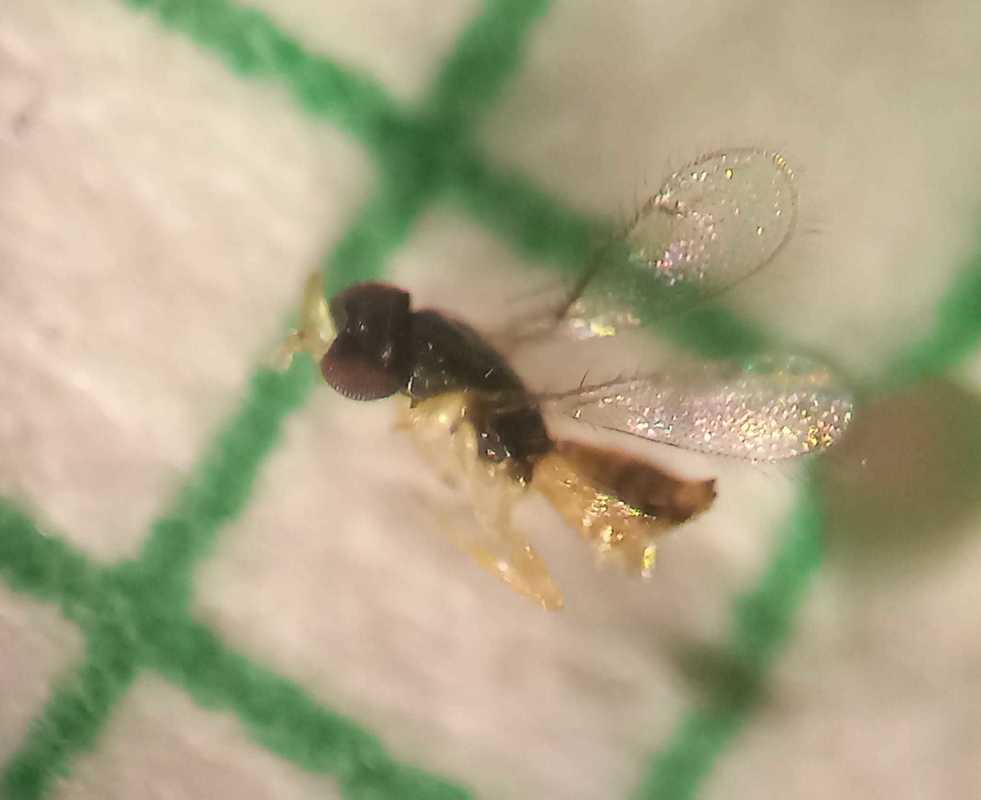 Ceranisus