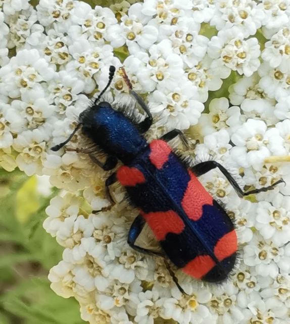 Trichodes favarius - hatfoltos méhészbogár