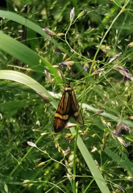 Nemophora degeerella - pompás tőrösmoly