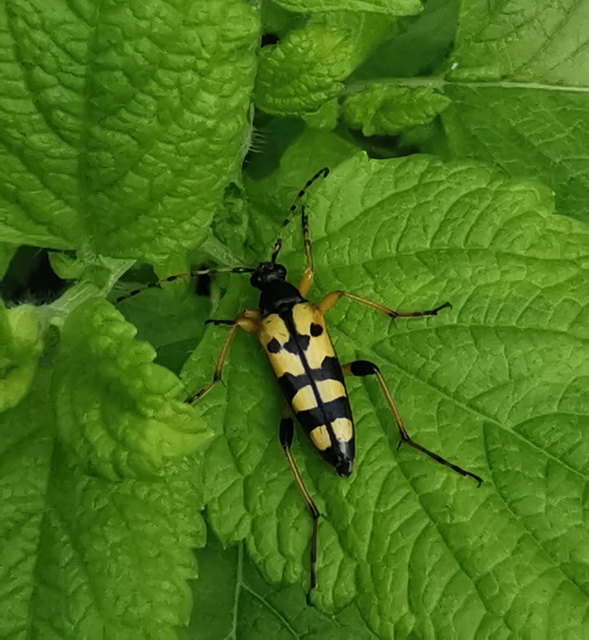Rutpela maculata - tarkacsápú karcsúcincér