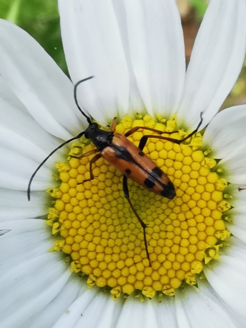 Stenurella septempunctata - hétpettyes karcsúcincér
