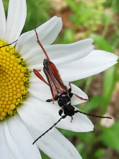Stenopterus rufus - tarkacsápú keskenyfedőscincér