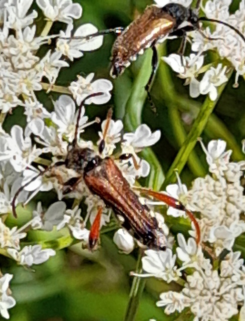 Stenopterus rufus - tarkacsápú keskenyfedőscincér