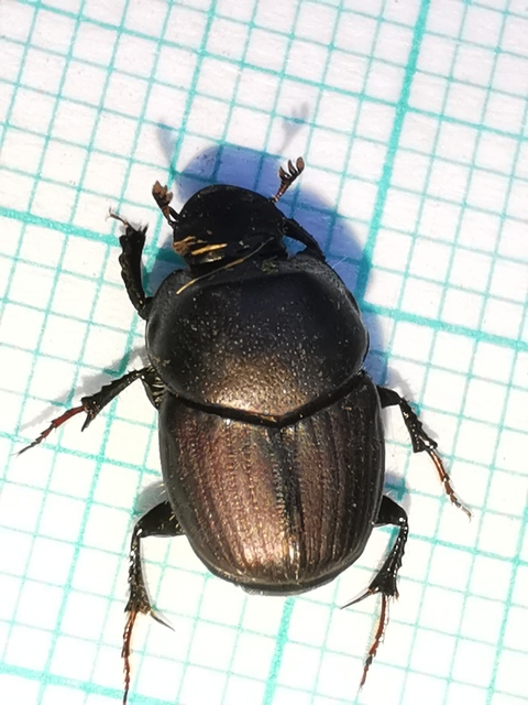 Onthophagus illyricus - tülkös trágyatúró