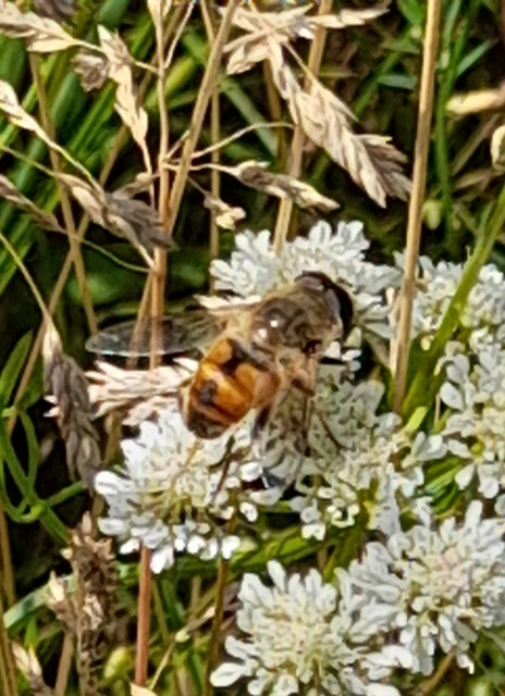 Eristalis tenax - közönséges herelégy