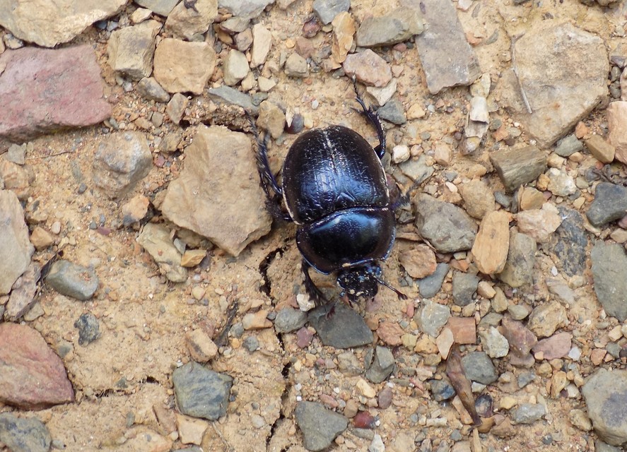 Anoplotrupes stercorosus - erdei álganéjtúró