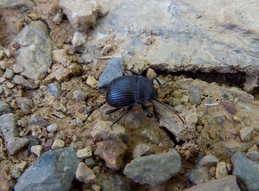 Accanthopus velikensis