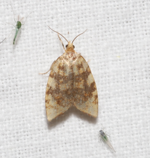 Aleimma loeflingiana - tölgylevél-sodrómoly Aleimma loeflingiana - tölgylevél-sodrómoly