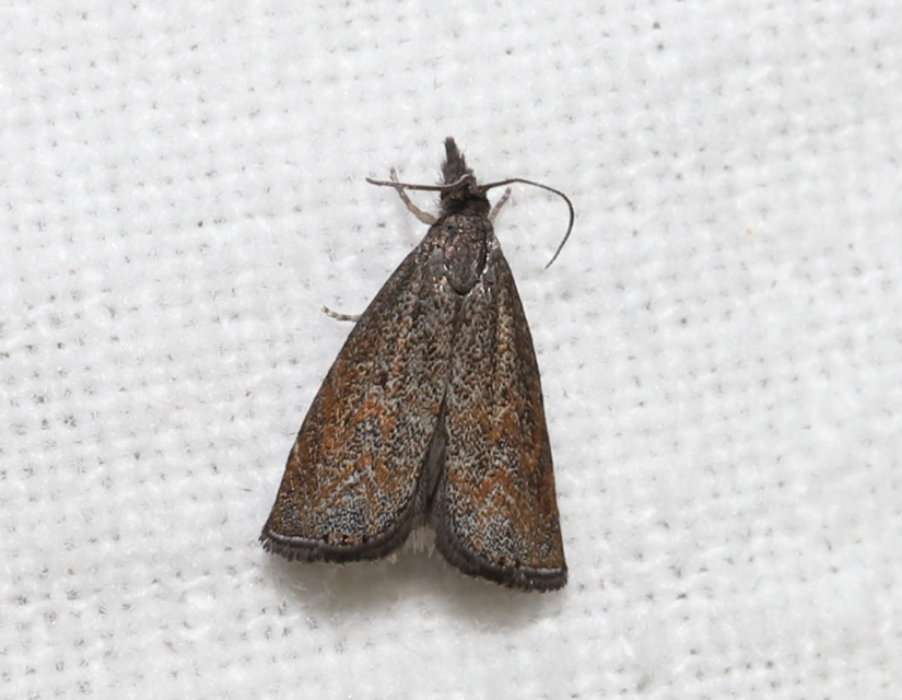 Platytes cerussella - törpe fűgyökérmoly
