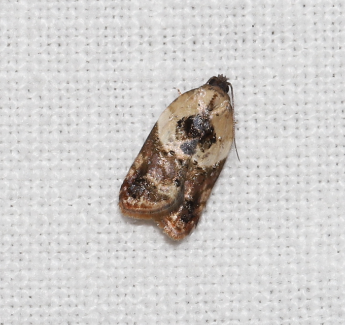 Acleris variegana - tarka levélmoly