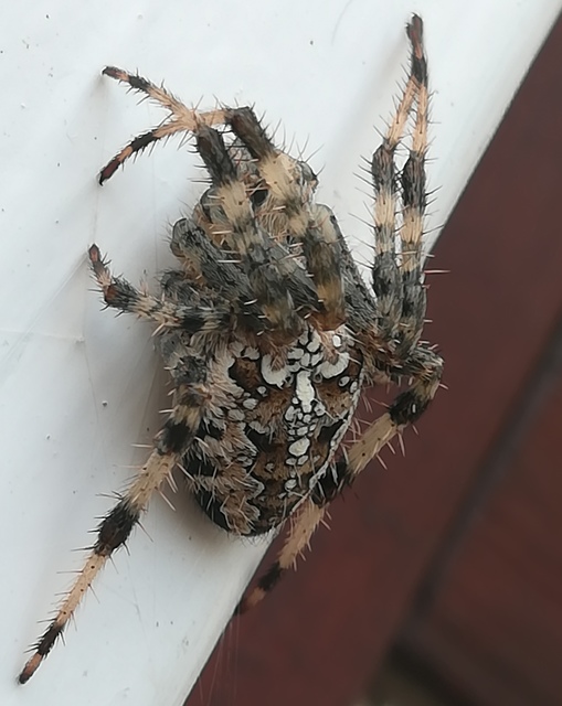Araneus diadematus - koronás keresztespók