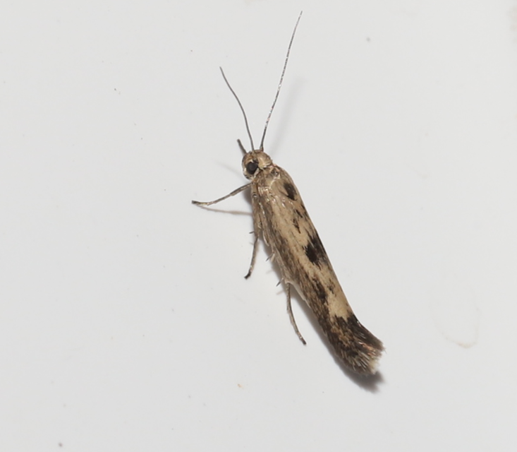 Scythris limbella - parajfonó zöldmoly