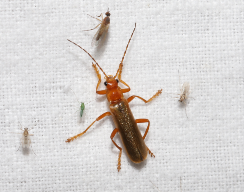Cantharis rufa - rőt lágybogár