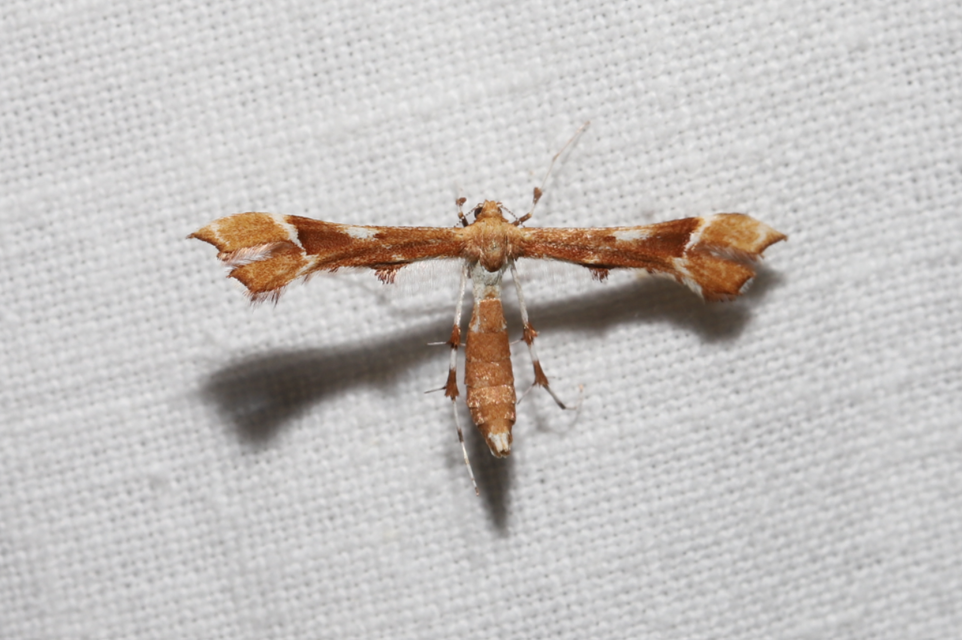 Cnaemidophorus rhododactyla - rózsabogyó-tollasmoly