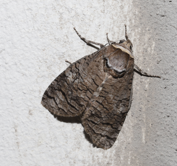 Cossus cossus - fűzfarontólepke