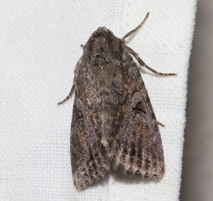 Apterogenum ypsillon - ipszilon-erdeibagoly