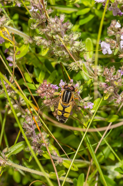 Helophilus trivittatus - nagy mocsárilégy