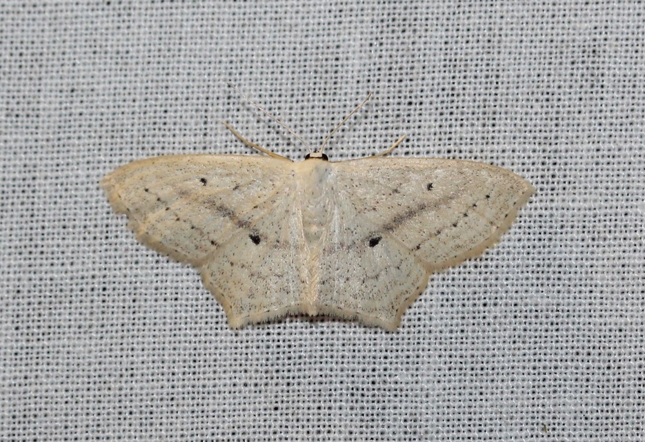 Scopula flaccidaria - alföldi sávosaraszoló
