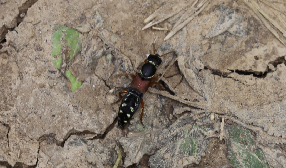 Staphylinus caesareus - aranysujtásos holyva
