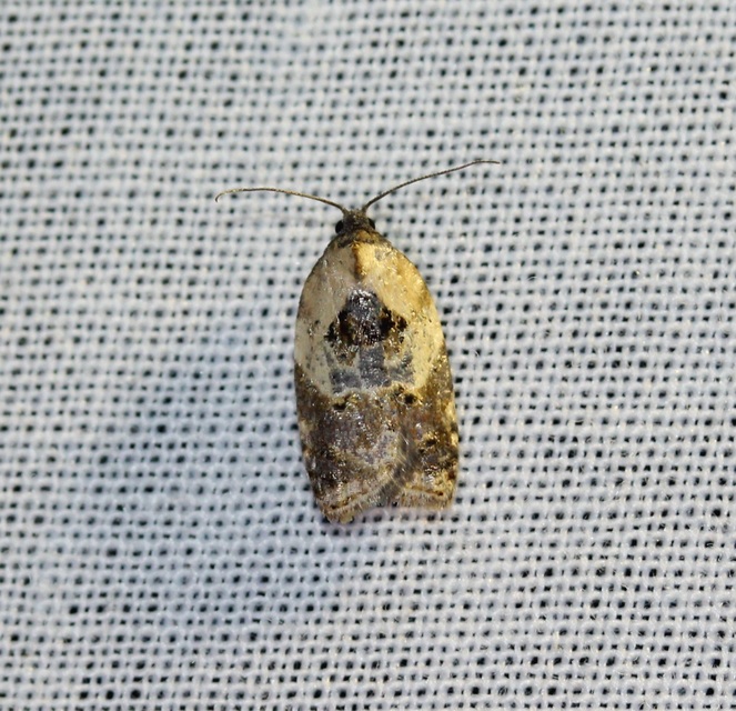 Acleris variegana - tarka levélmoly
