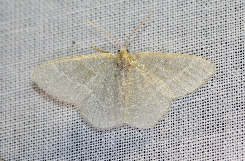 Phaiogramma etruscaria - fehérpettyes zöldaraszoló