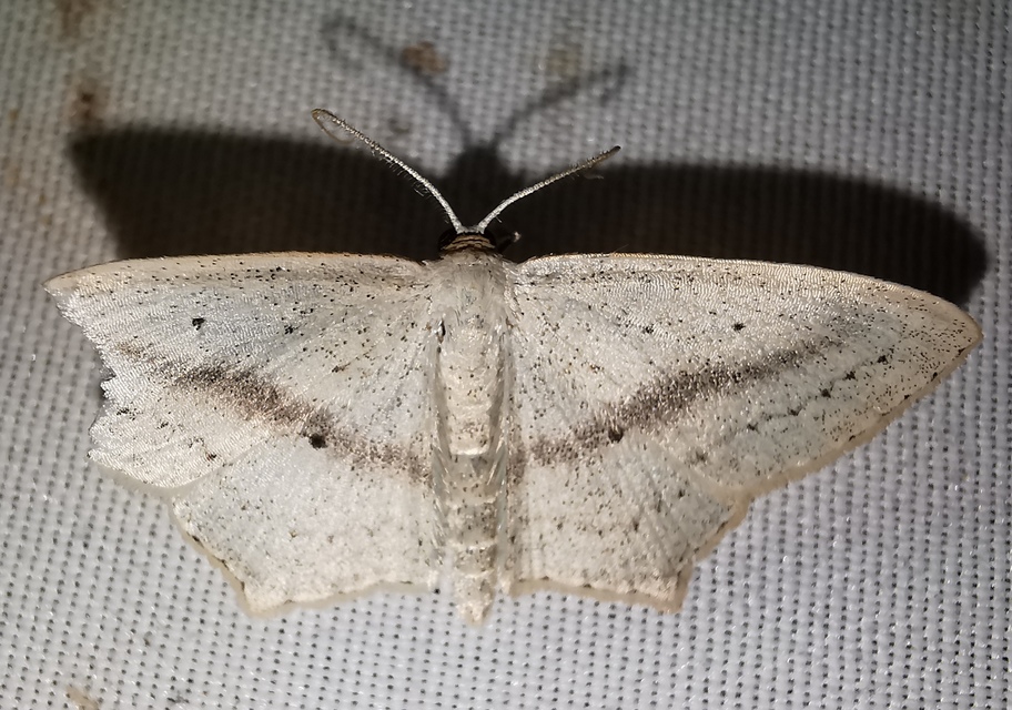 Scopula flaccidaria - alföldi sávosaraszoló