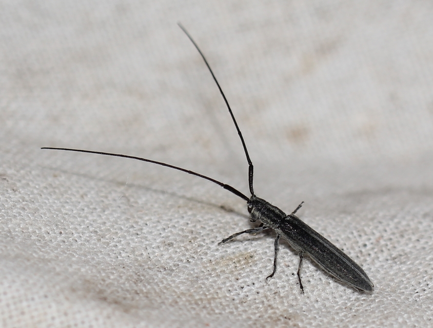Calamobius filum - hosszúcsápú szalmacincér