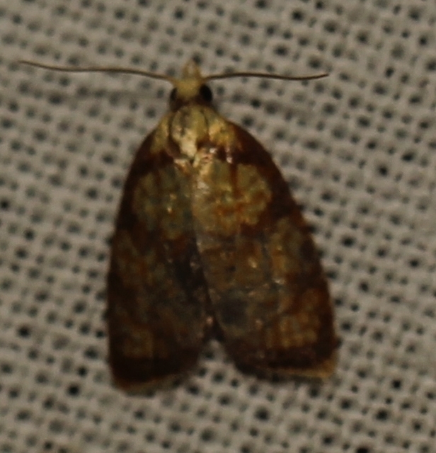 Acleris bergmanniana - rozsdarácsos levélmoly