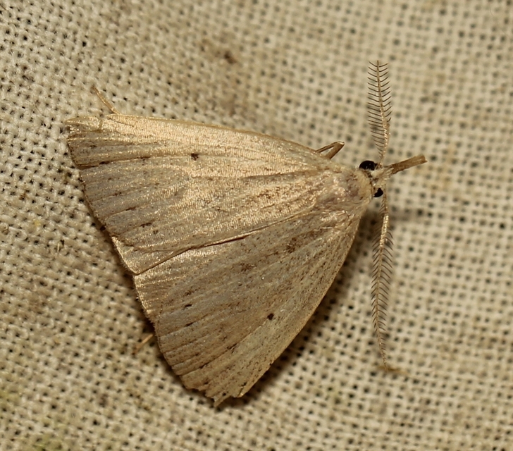 Macrochilo cribrumalis - csontszínű karcsúbagoly